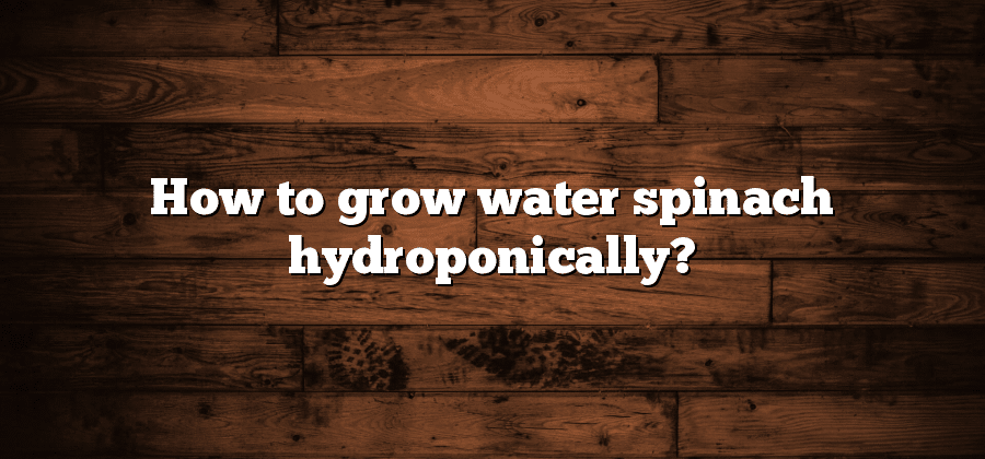 How to grow water spinach hydroponically?