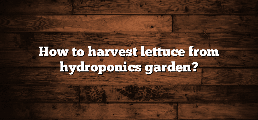 How to harvest lettuce from hydroponics garden?