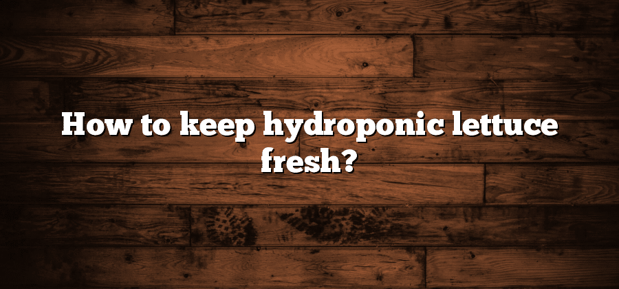 How to keep hydroponic lettuce fresh?