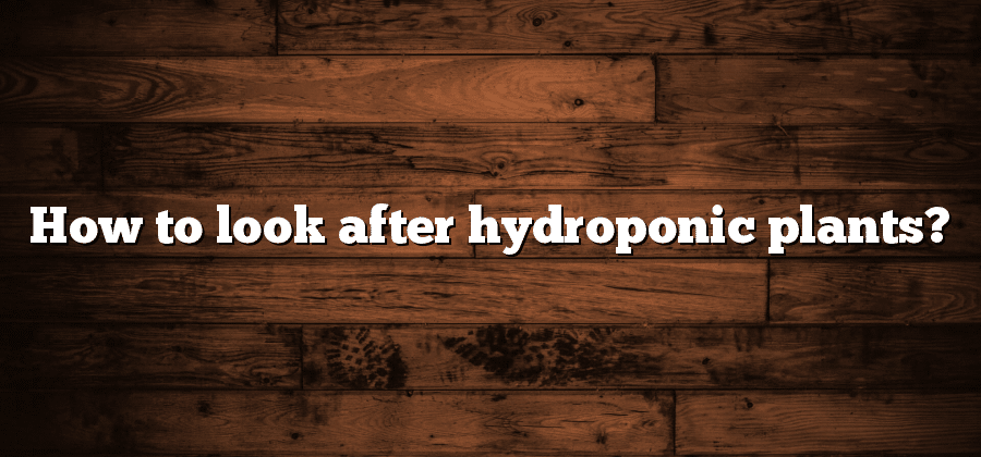 How to look after hydroponic plants?