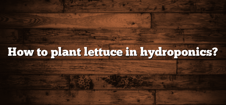 How to plant lettuce in hydroponics?