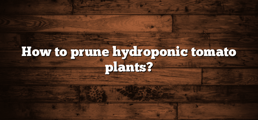 How to prune hydroponic tomato plants?