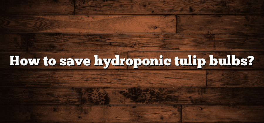 How to save hydroponic tulip bulbs?