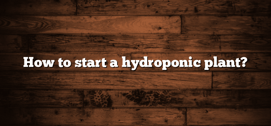 How to start a hydroponic plant?