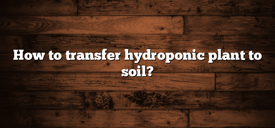 How to transfer hydroponic plant to soil?