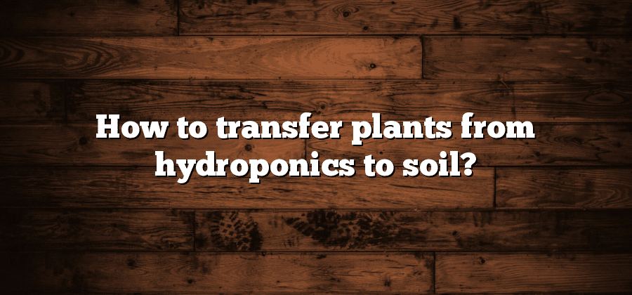 How to transfer plants from hydroponics to soil?