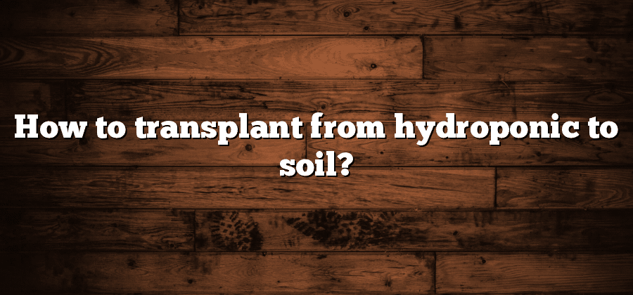How to transplant from hydroponic to soil?