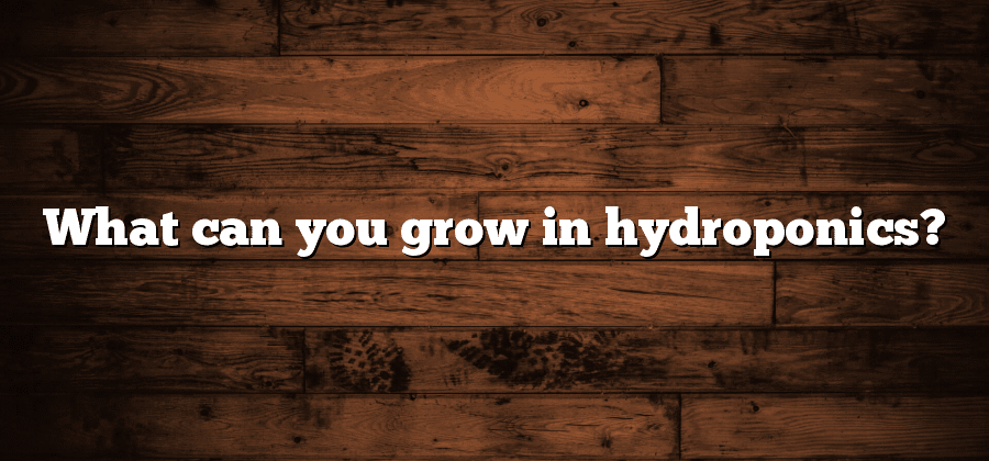 What can you grow in hydroponics?