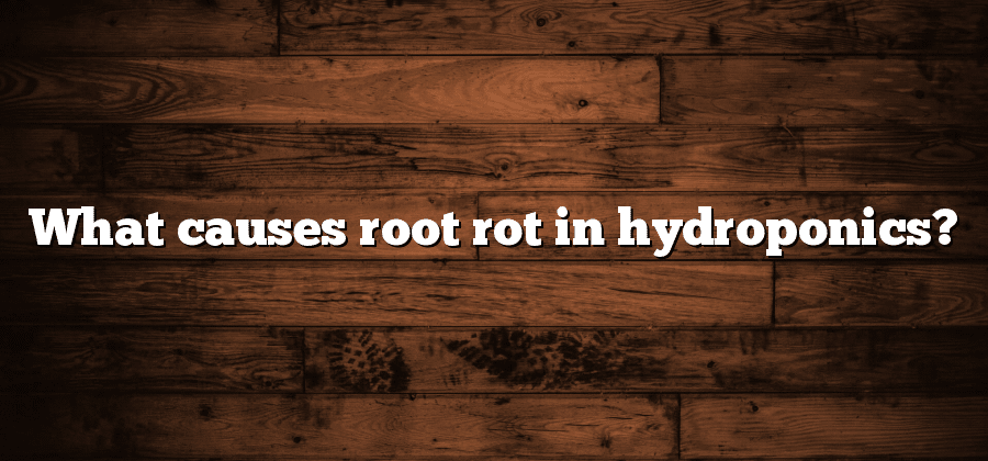 What causes root rot in hydroponics?