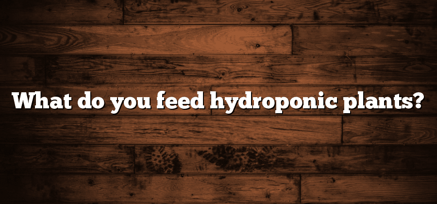 What do you feed hydroponic plants?