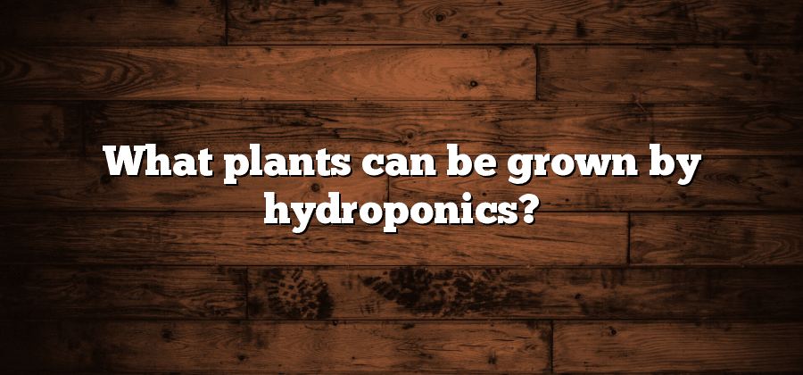 What plants can be grown by hydroponics?