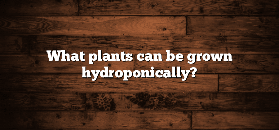 What plants can be grown hydroponically?