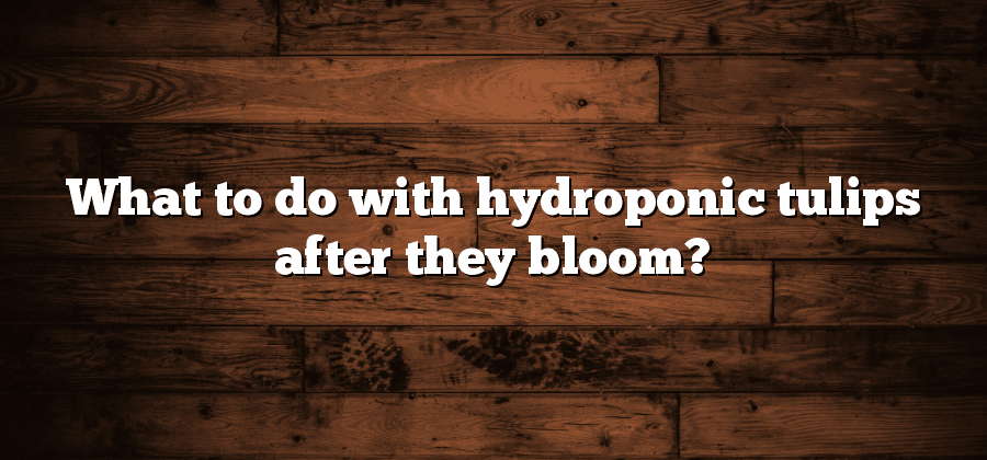 What to do with hydroponic tulips after they bloom?