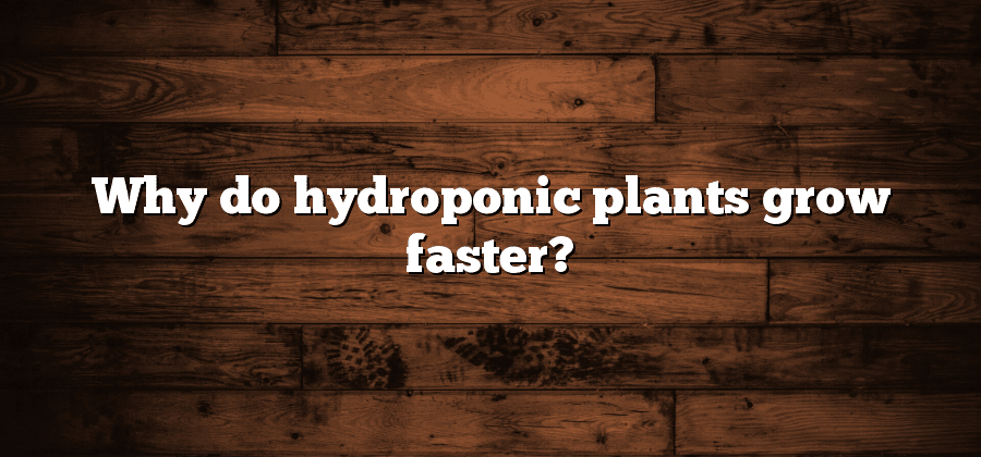 Why do hydroponic plants grow faster?