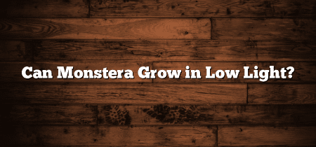 Can Monstera Grow in Low Light?