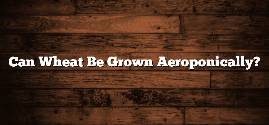 Can Wheat Be Grown Aeroponically?