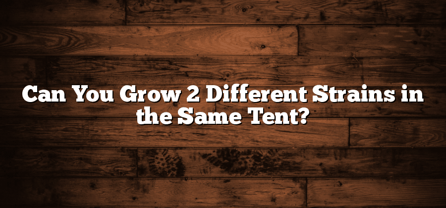 Can You Grow 2 Different Strains in the Same Tent?