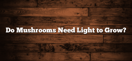 Do Mushrooms Need Light to Grow?