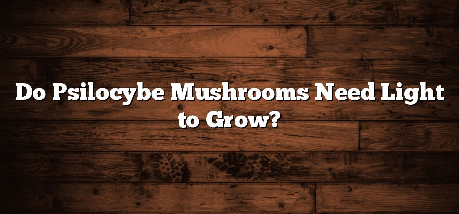 Do Psilocybe Mushrooms Need Light to Grow?
