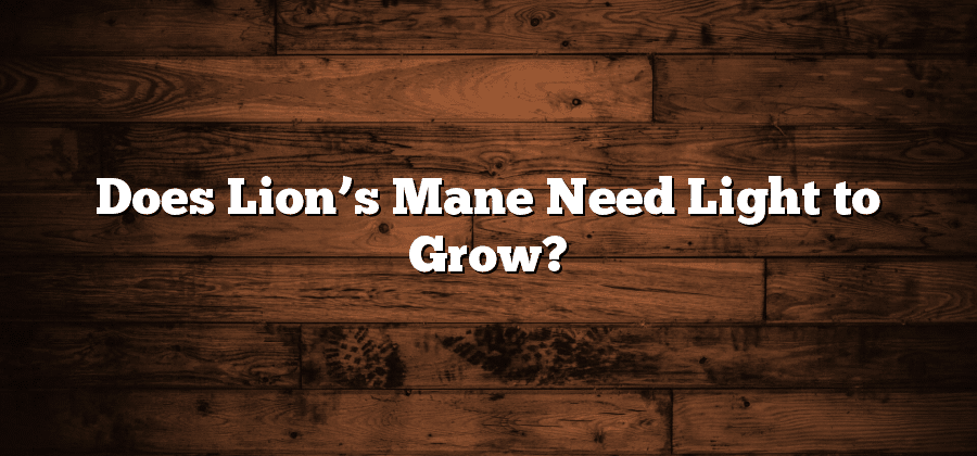 Does Lion’s Mane Need Light to Grow?