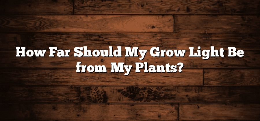 How Far Should My Grow Light Be from My Plants?