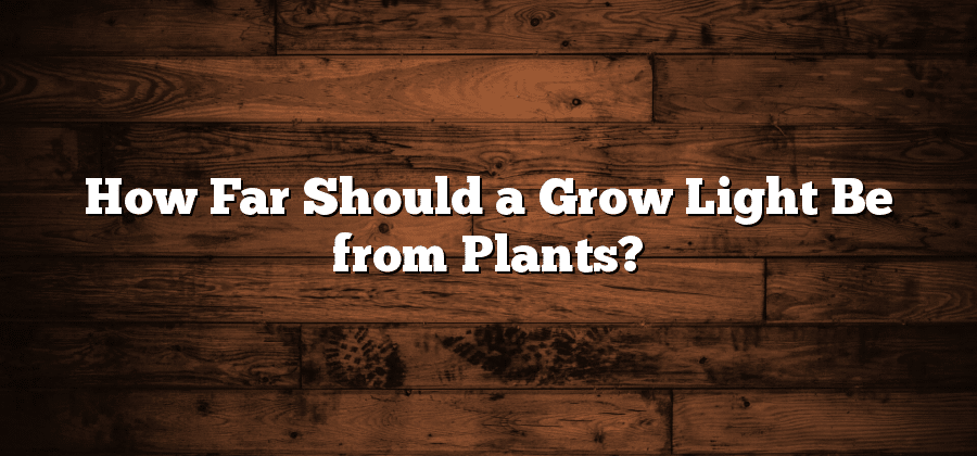 How Far Should a Grow Light Be from Plants?