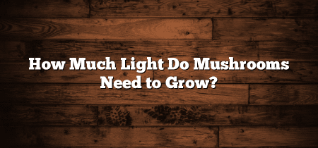 How Much Light Do Mushrooms Need to Grow?