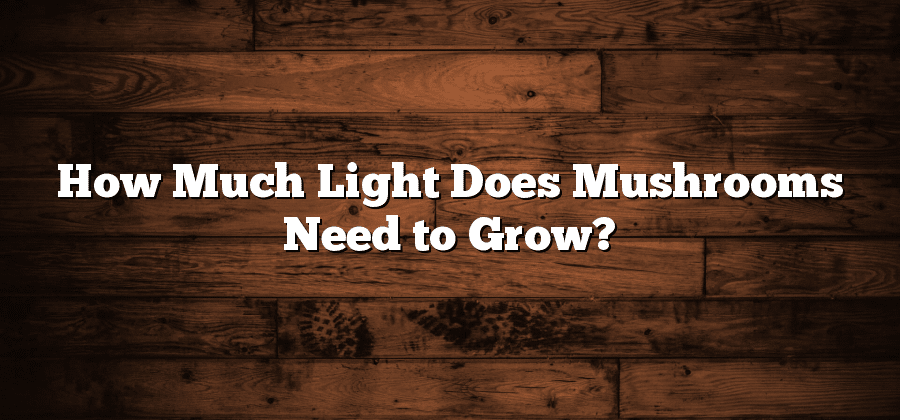 How Much Light Does Mushrooms Need to Grow?