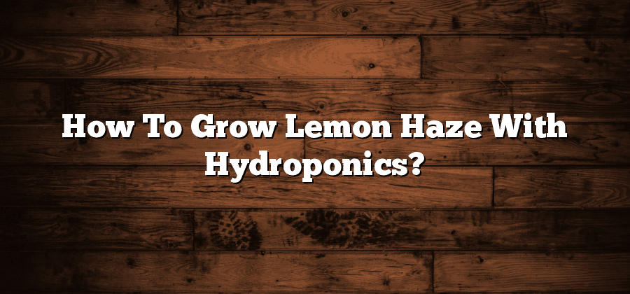 How To Grow Lemon Haze With Hydroponics?