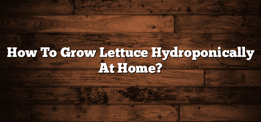 How To Grow Lettuce Hydroponically At Home?