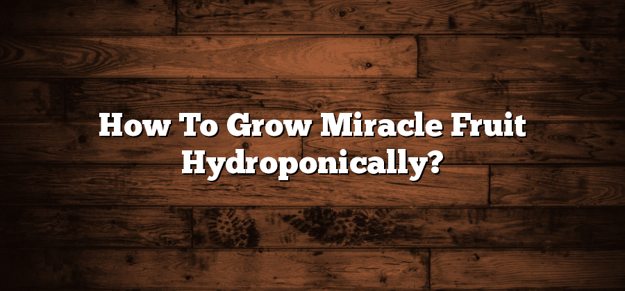 How To Grow Miracle Fruit Hydroponically?