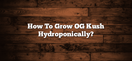 How To Grow OG Kush Hydroponically?