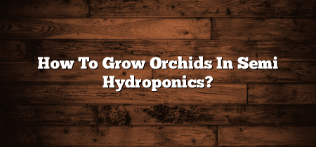 How To Grow Orchids In Semi Hydroponics?