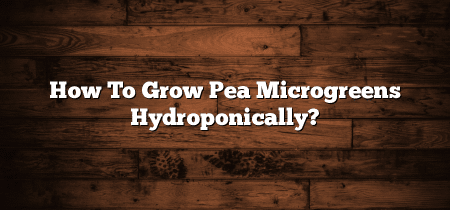 How To Grow Pea Microgreens Hydroponically?