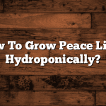 How To Grow Peace Lilies Hydroponically?
