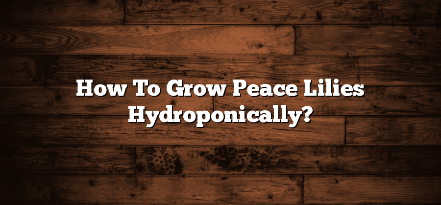 How To Grow Peace Lilies Hydroponically?