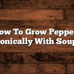 How To Grow Peppers Hydroponically With Soup Cans?