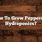 How To Grow Peppers In Hydroponics?