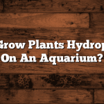 How To Grow Plants Hydroponically On An Aquarium?