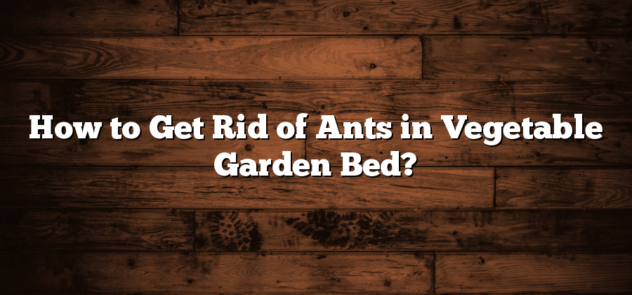 How to Get Rid of Ants in Vegetable Garden Bed?
