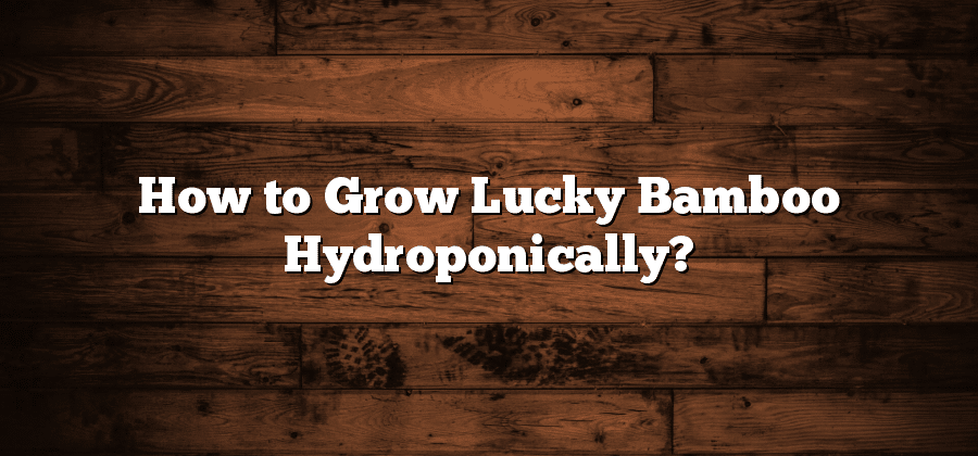 How to Grow Lucky Bamboo Hydroponically?