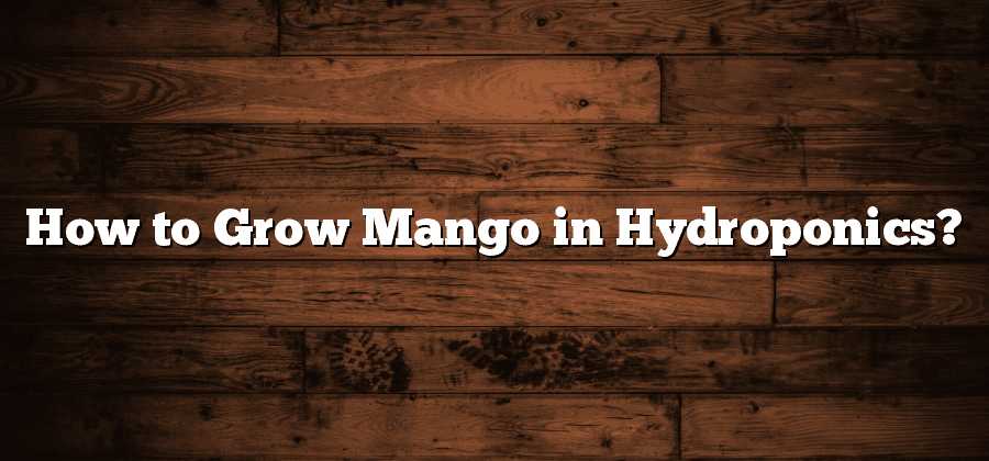 How to Grow Mango in Hydroponics?