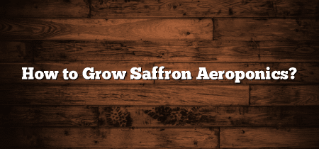 How to Grow Saffron Aeroponics?