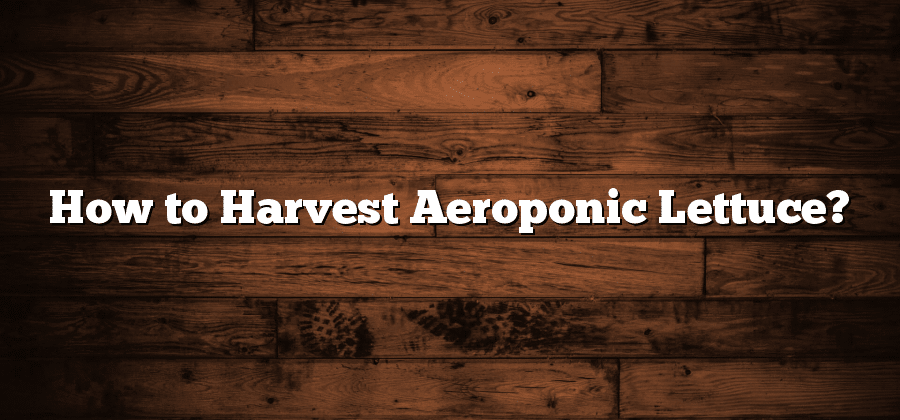How to Harvest Aeroponic Lettuce?
