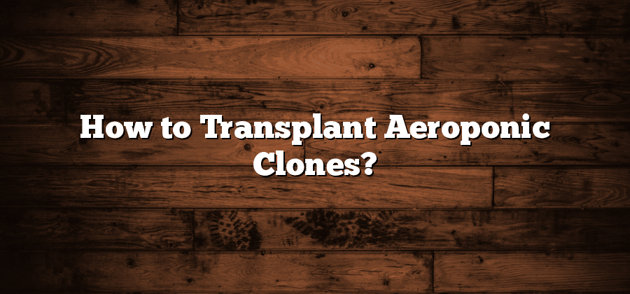 How to Transplant Aeroponic Clones?