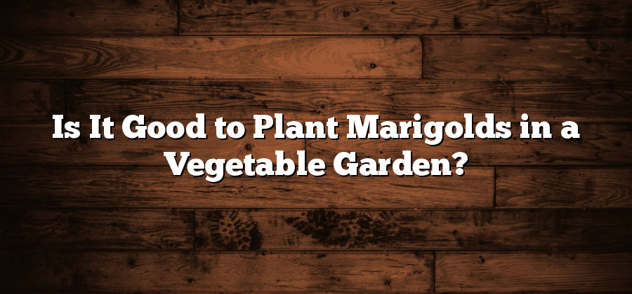 Is It Good to Plant Marigolds in a Vegetable Garden?