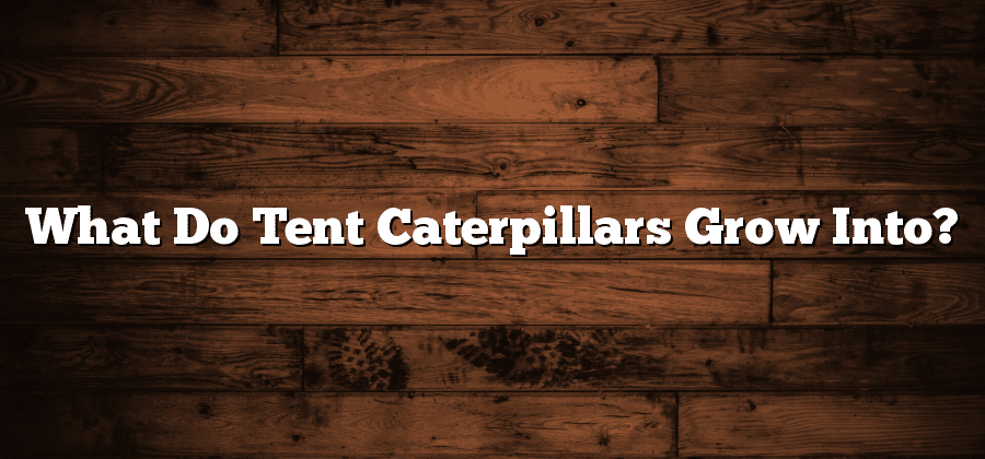What Do Tent Caterpillars Grow Into?