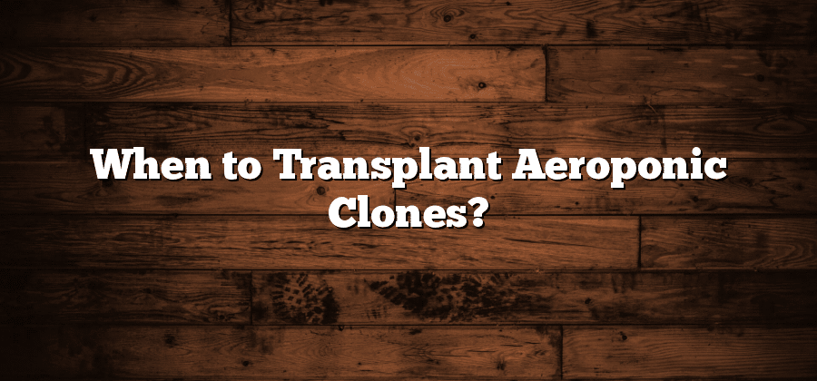 When to Transplant Aeroponic Clones?