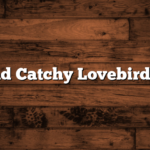 Cute and Catchy Lovebird Names