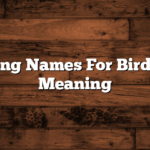 Trending Names For Birds With Meaning